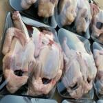 Egyptian Pigeons 2pcs - جوز حمام مصري حجم وسط