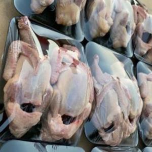 Egyptian Pigeons 2pcs - جوز حمام مصري حجم وسط